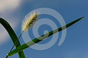 Tall grass beginning to seed