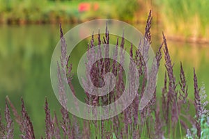 Tall grass in bloom on the edge of the pond