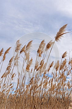 Tall grass blowing in wind