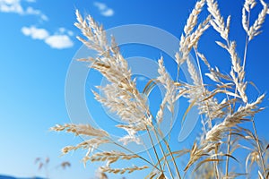 tall grass blowing in the wind against a blue sky