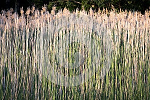 Tall grass blowing in the wind