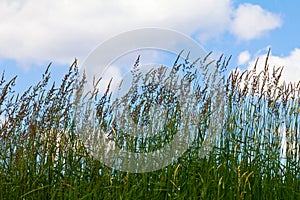 Tall Grass on Blue Sky Background