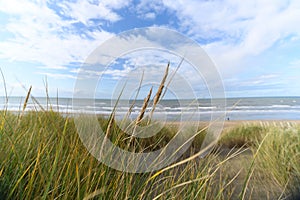 Tall grass with blue sky, beach and sea in the background