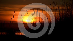 Tall grass at dunes highlighted by sunset