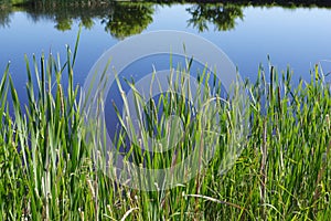 Tall grass on edge of pond.