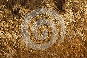 Tall Grass at the End of Summer