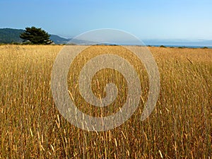 Tall grass field photo