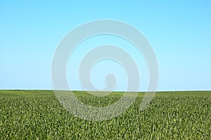 Tall grass field and blue sky
