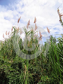 Tall grass photo