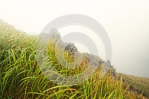 Tall grass in foggy mountain
