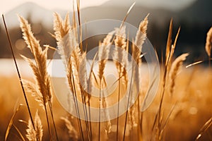 tall grass in front of a lake with mountains in the background