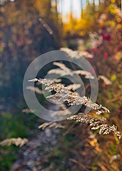 Tall grass going to seed Autumn colors  Fort McMurray Alberta