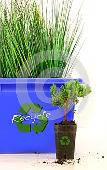 Tall grass inside recycle bin