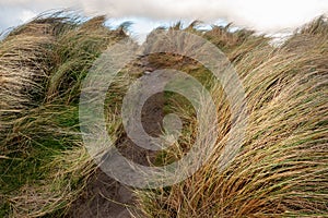 Tall grass and Knocknarea hill in county Sligo.