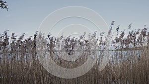 Tall grass on the lake shore background