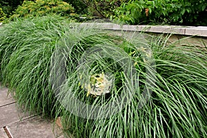 Tall grass in landscaped garden, with tiger lilies tucked throughout