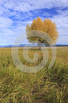 Tall grass leading to a lone tree.