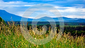 Tall grass meadow with blurred forest, mountains and cloudy sky in the background