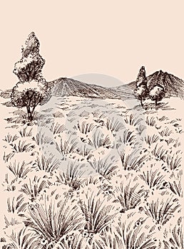 Tall grass meadow hand drawing