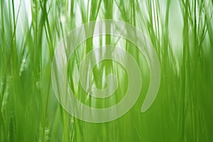 Textured green grass background