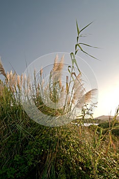 Tall grass near lake in the sunset.