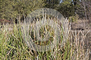 Tall Grass Near Pond