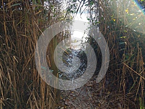 tall grass and path down to the water at beach
