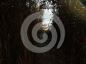 tall grass and path down to the water at beach