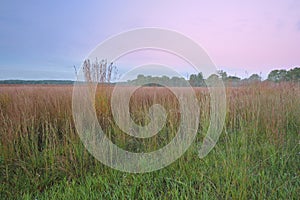 Tall Grass Prairie at Dawn