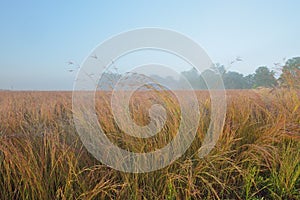 Tall Grass Prairie at Sunrise