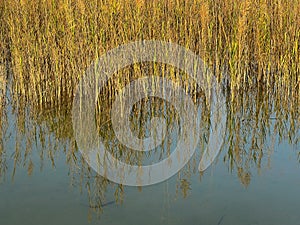 Tall grass with reflection in the water