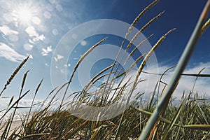 Tall grass by the sea against the background of the sun and blue sky