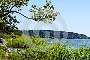 A tall grass, sedge on the shore of the lake, glistened with dew in the strong sunlight