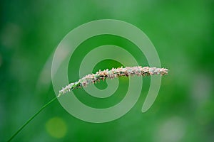 Tall Grass Seed