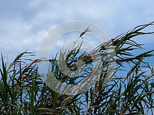 Tall Grass Blowing In Wind