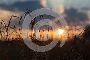 Tall grass at sunset - summer evening in the countryside