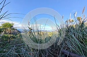 Tall grass with a view of the Ocean in the distance