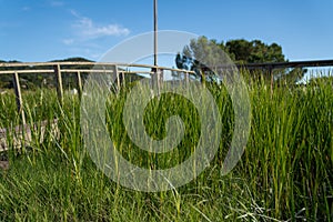 Tall grass in wetlands marsh area with walkway during the day