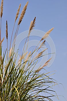 Tall Grass