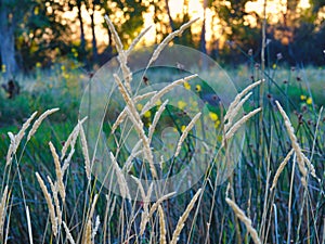 Tall Grass and Wildflowers at Dawn