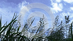Tall grass in the wind against a white-blue sky