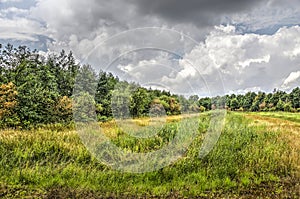 Tall grass, woodland and sky