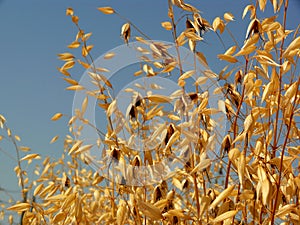 Tall grass (yellow)