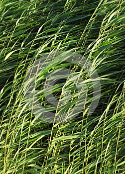 Tall grasses against warm breeze under the sun