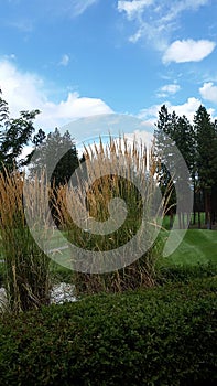 Tall grasses along Golf Course Greens, Christina Lake, BC