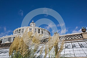 Tall Grasses by Greenhouse in Botanical Garden at the University of Copenhagen