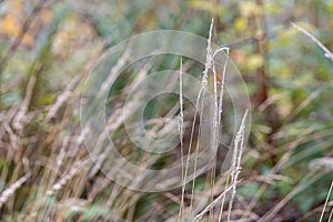 Tall grasses growing in fall with spiderwebs on them