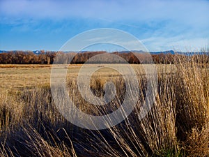 Tall Grasses of November