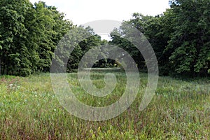 Tall grasses and plants edged by deciduous trees at a forest preserve in Antioch, Illinois