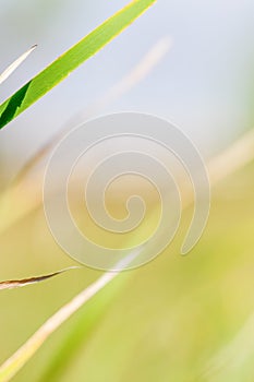 Tall grasses in the wind background - with grasses in foreground and beautiful blurry green and blue in background - taken in Minn